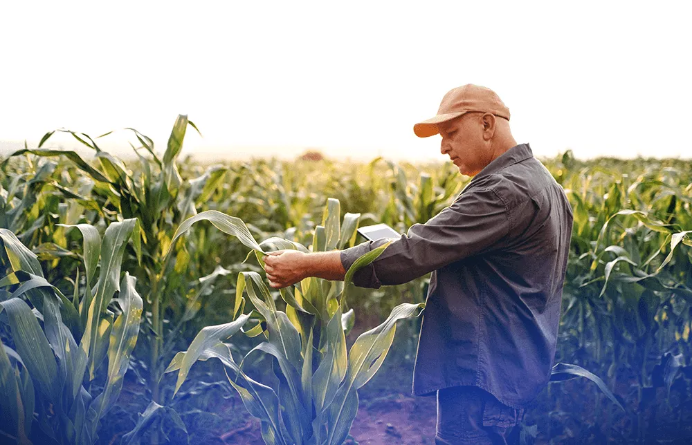 A photo of a farmer in a cornfield