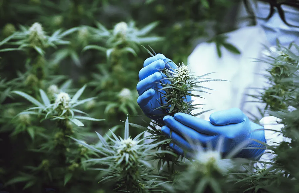 An image of a scientist taking care of Cannabis plants.