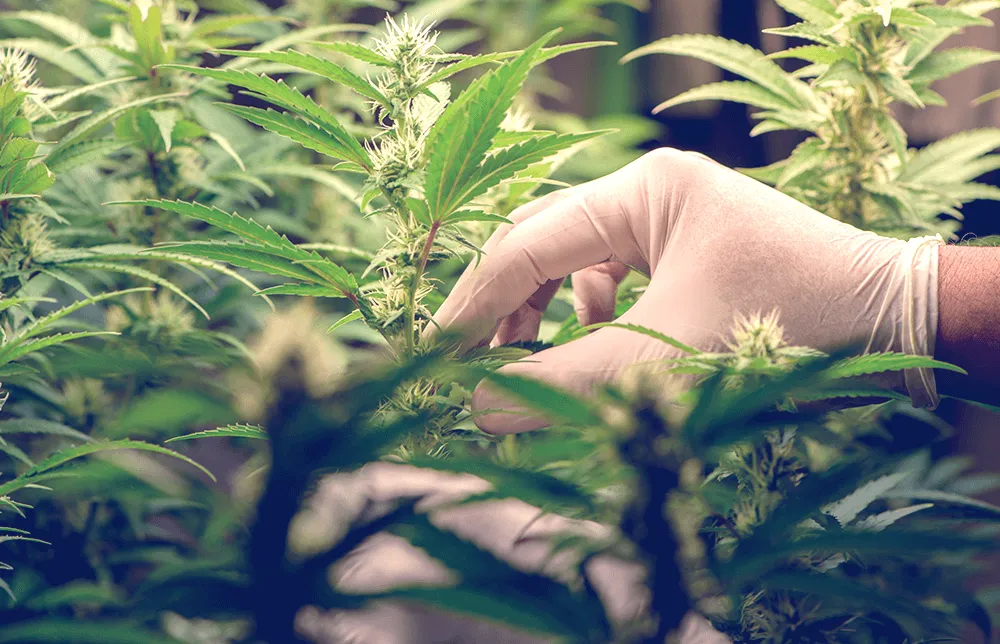 Een afbeelding van een wetenschapper die cannabis snoeit in een wetenschappelijk cannabislaboratorium